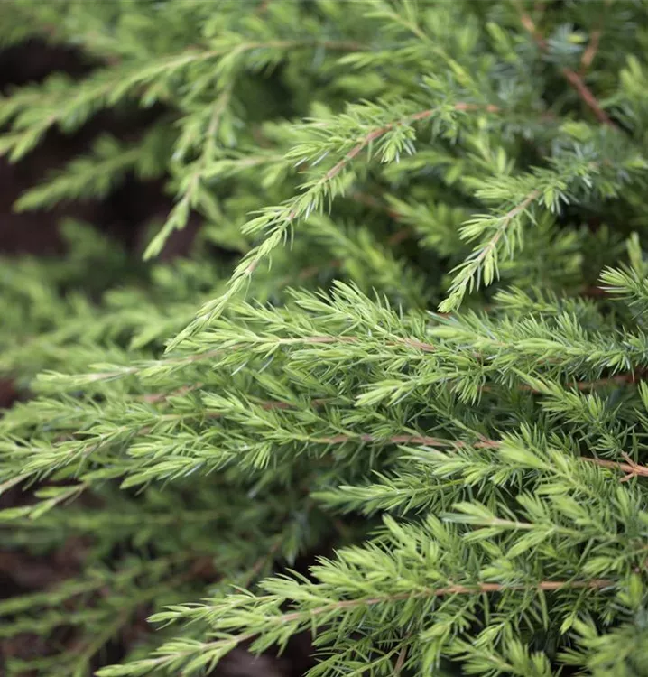 Sachalin-Kriechwacholder 'Schlager'