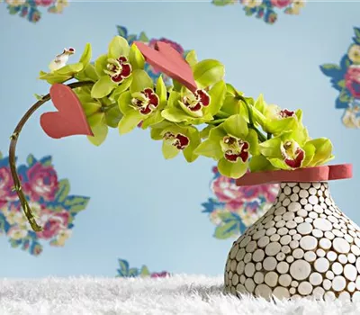 Grün durch den Winter: die Top 8 der Winterblumen Grün durch den Winter: die Top 8 der Winterblumen