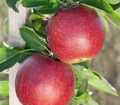 Säulenapfel 'Malini Dulcessa'®