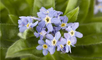 Zum Vergrößern klicken Bildvorschau