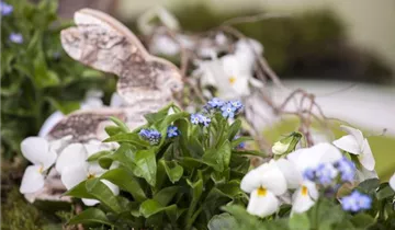 Zum Vergrößern klicken Bildvorschau