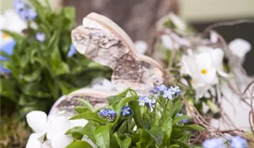 Zum Vergrößern klicken Bildvorschau