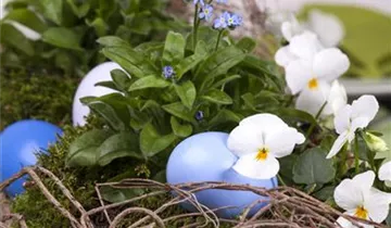 Zum Vergrößern klicken Bildvorschau