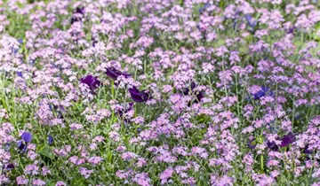 Zum Vergrößern klicken Bildvorschau