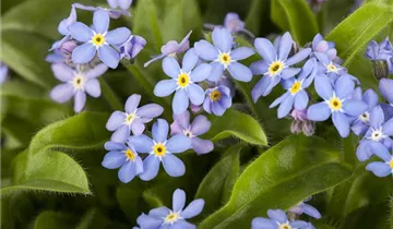 Zum Vergrößern klicken Bildvorschau