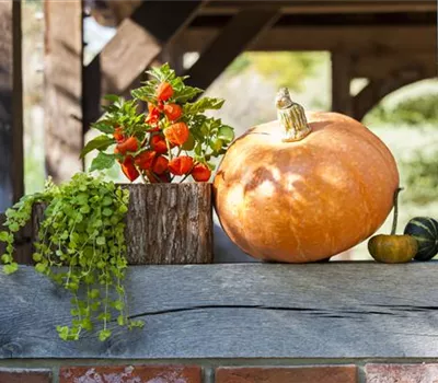 Der schöne Balkonkasten im Herbst: es muss nicht immer grau in grau sein! Der schöne Balkonkasten im Herbst: es muss nicht immer grau in grau sein!