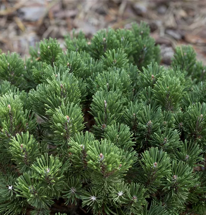 Zwerg- Grannenkiefer 'Sherwood Compact'