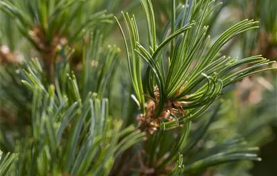 Mädchenkiefer Mädchenkiefer