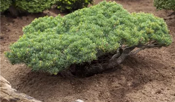 Zum Vergrößern klicken Bildvorschau