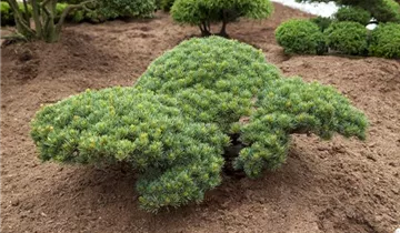 Zum Vergrößern klicken Bildvorschau