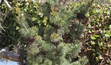 Zum Vergrößern klicken Bildvorschau