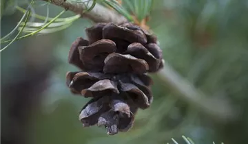 Zum Vergrößern klicken Bildvorschau