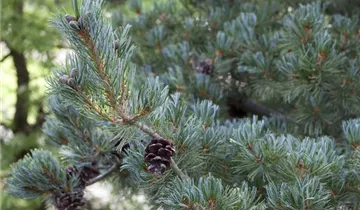 Zum Vergrößern klicken Bildvorschau