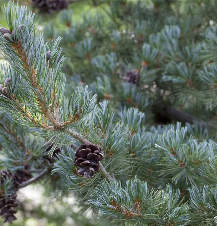 Blaue Mädchenkiefer 'Glauca' Blaue Mädchenkiefer 'Glauca'