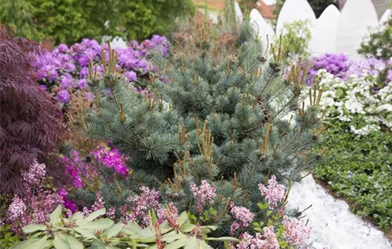 Blaue Mädchenkiefer 'Negishi' Blaue Mädchenkiefer 'Negishi'