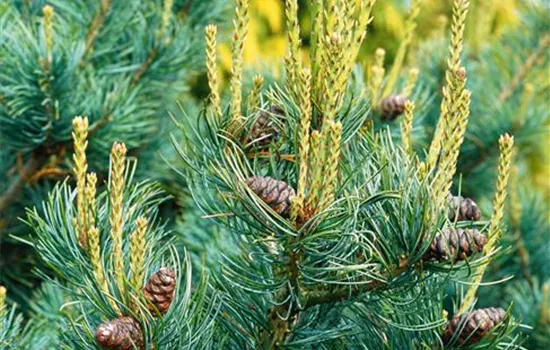 Blaue Mädchen-Kiefer 'Negishii', Stamm Blaue Mädchen-Kiefer 'Negishii', Stamm