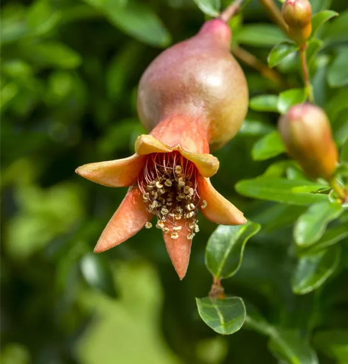 Granatapfel