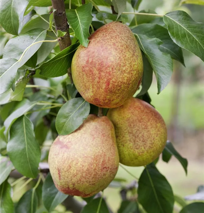 Birne 'Clapps Liebling'