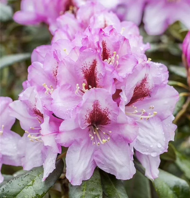 Rhododendron-Hybride 'Diadem'