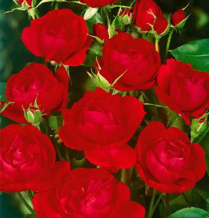 Beetrose 'Muttertag'