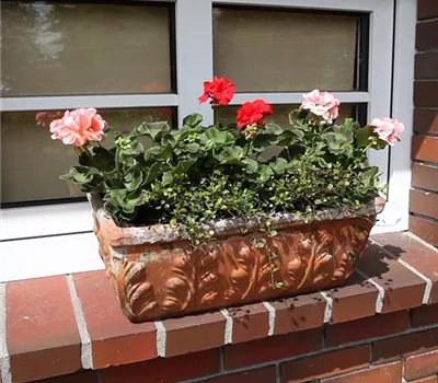 Balkonkasten - Bepflanzen mit mehreren Blumen Balkonkasten - Bepflanzen mit mehreren Blumen